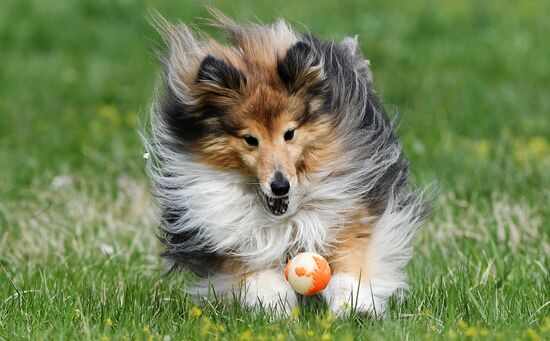 Russia Сynological Сompetitions