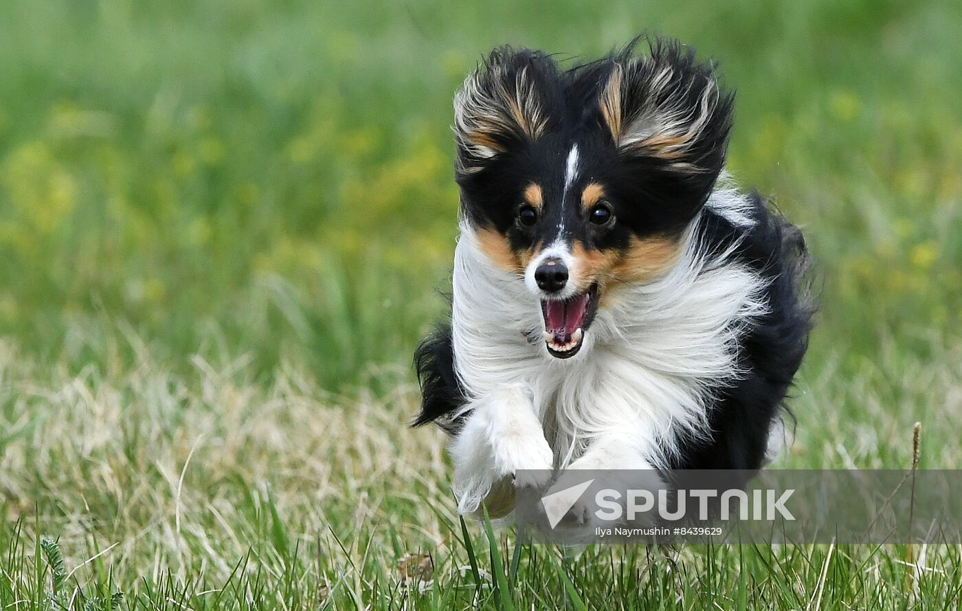 Russia Сynological Сompetitions