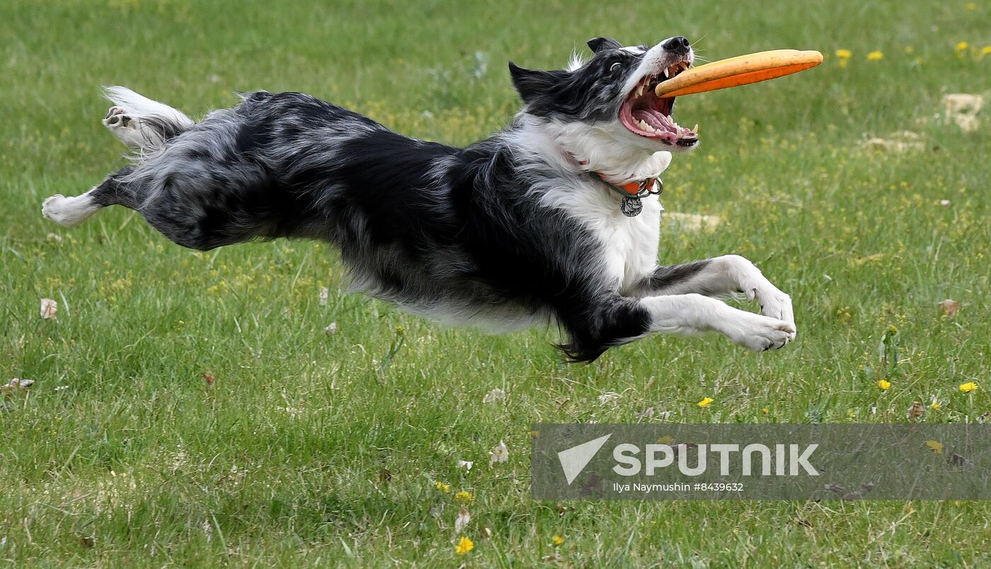 Russia Сynological Сompetitions