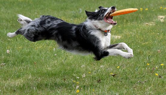 Russia Сynological Сompetitions