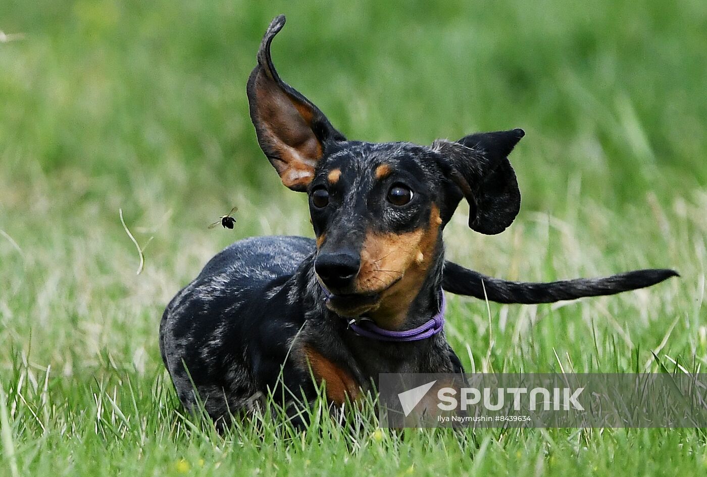 Russia Сynological Сompetitions