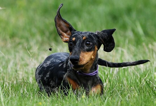 Russia Сynological Сompetitions