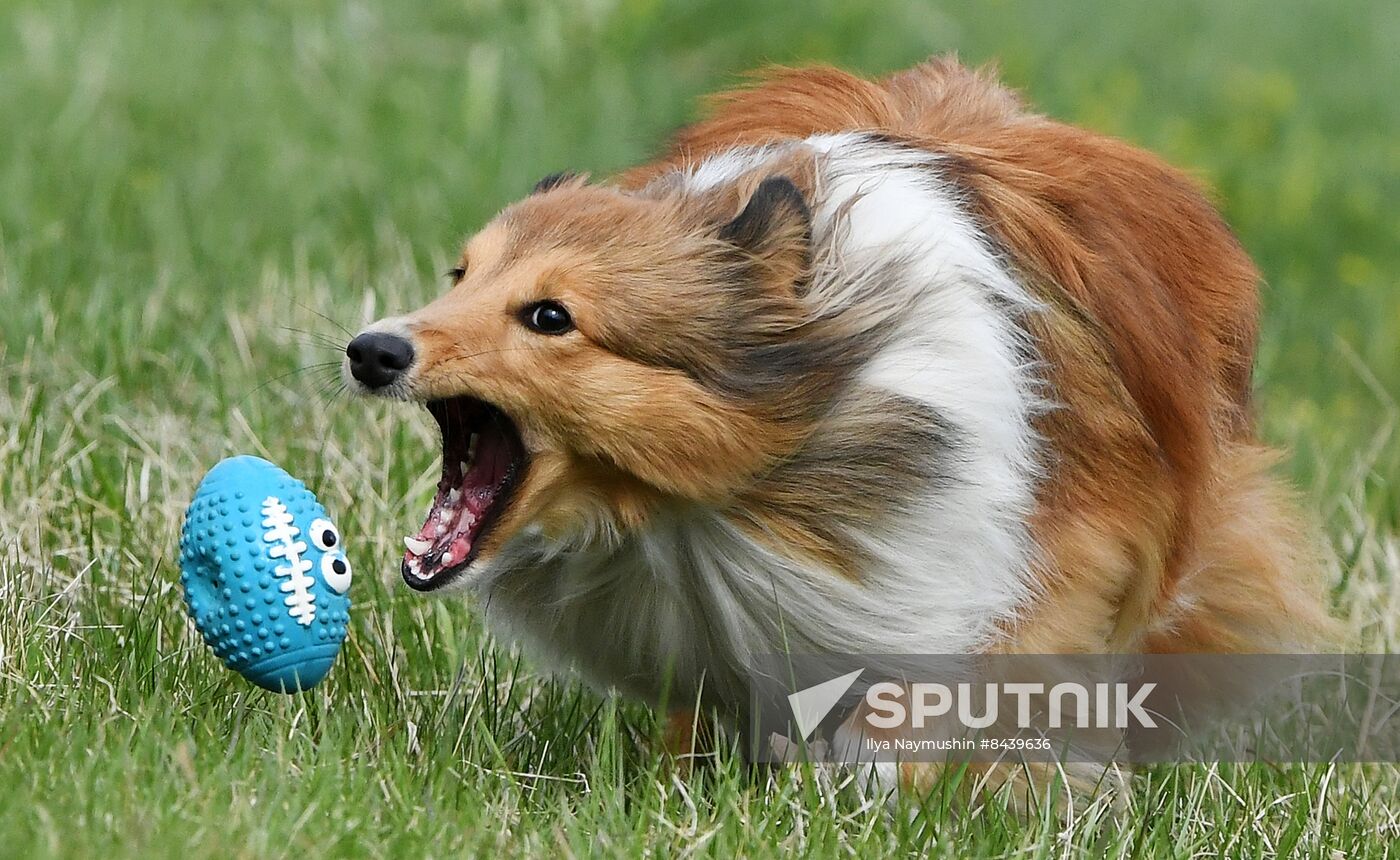 Russia Сynological Сompetitions