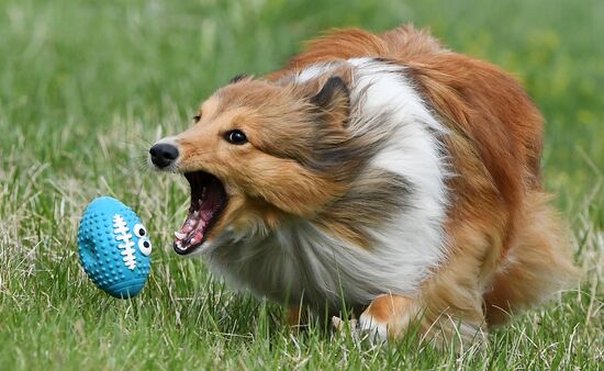 Russia Сynological Сompetitions