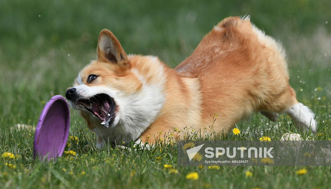 Russia Сynological Сompetitions