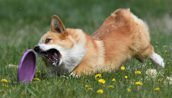 Russia Сynological Сompetitions