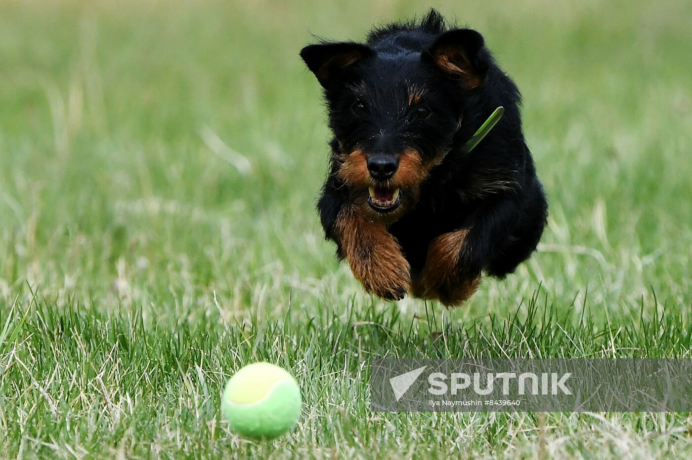 Russia Сynological Сompetitions