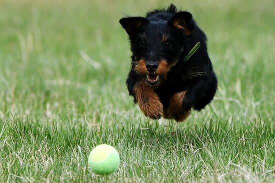 Russia Сynological Сompetitions