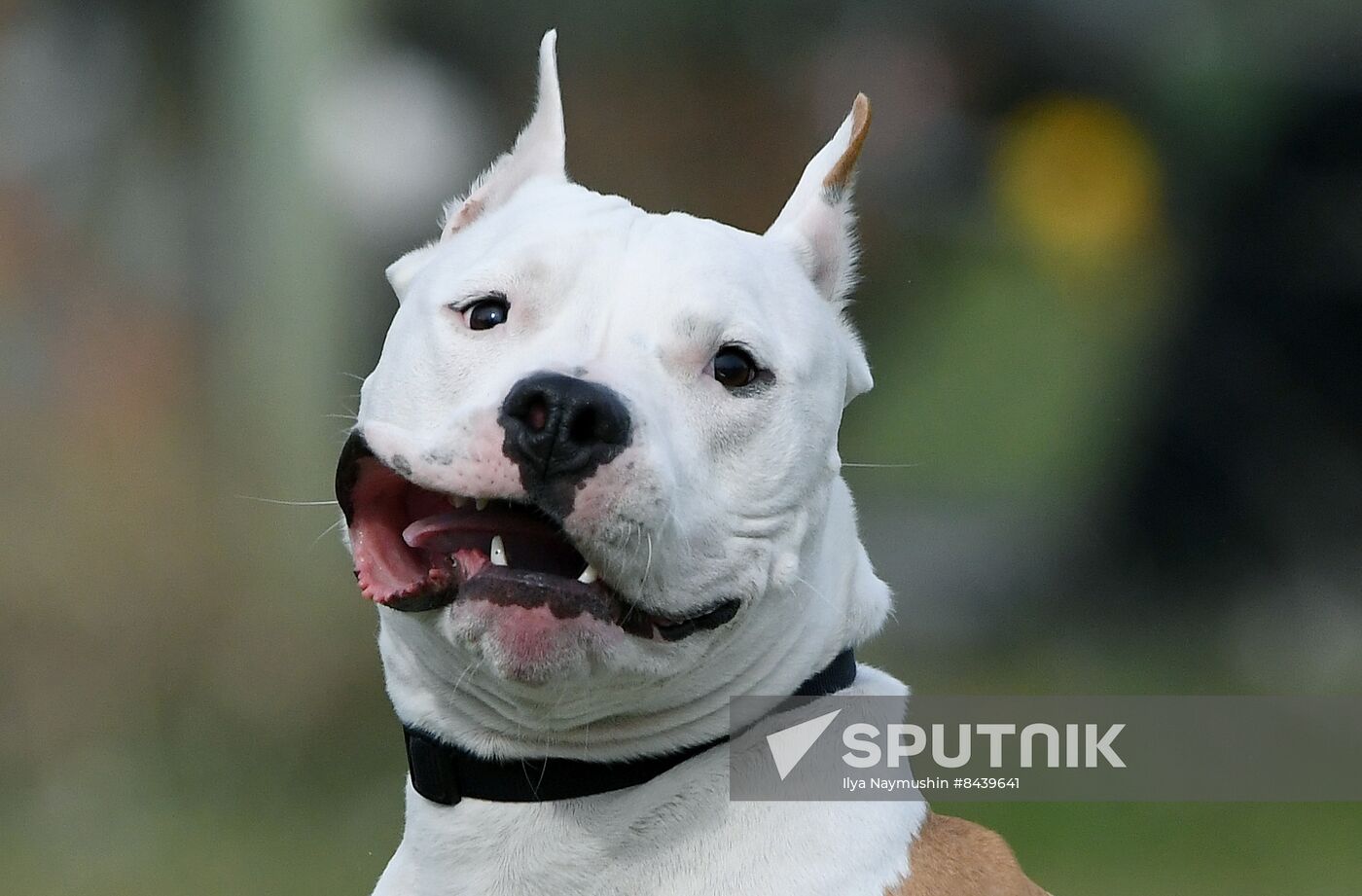 Russia Сynological Сompetitions