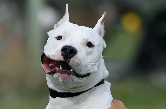 Russia Сynological Сompetitions