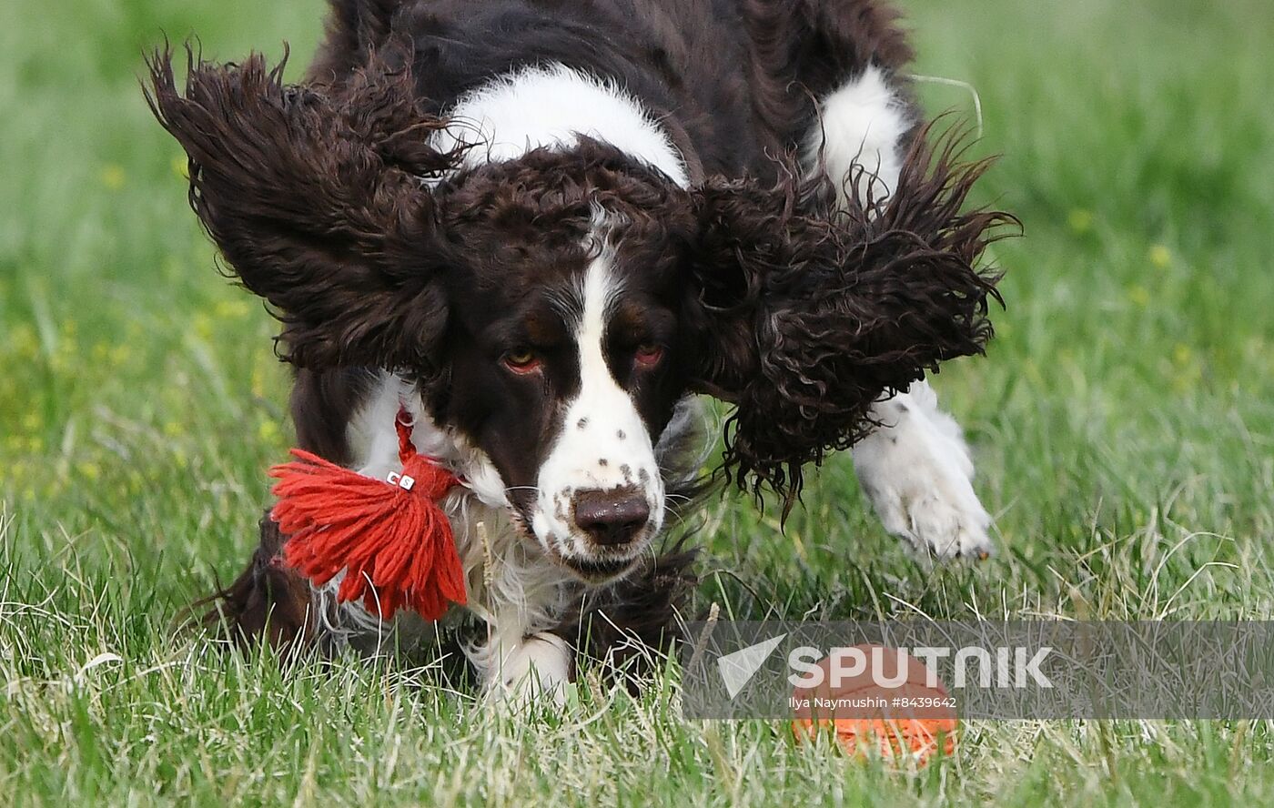 Russia Сynological Сompetitions