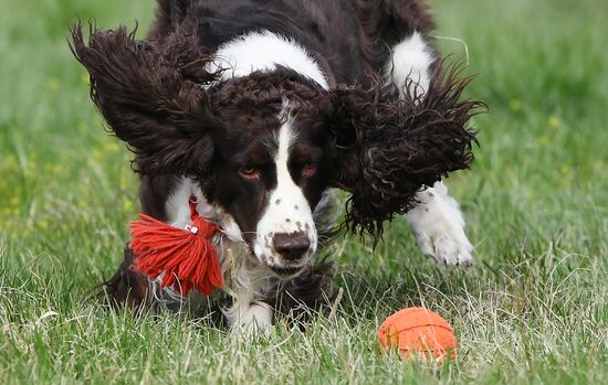 Russia Сynological Сompetitions