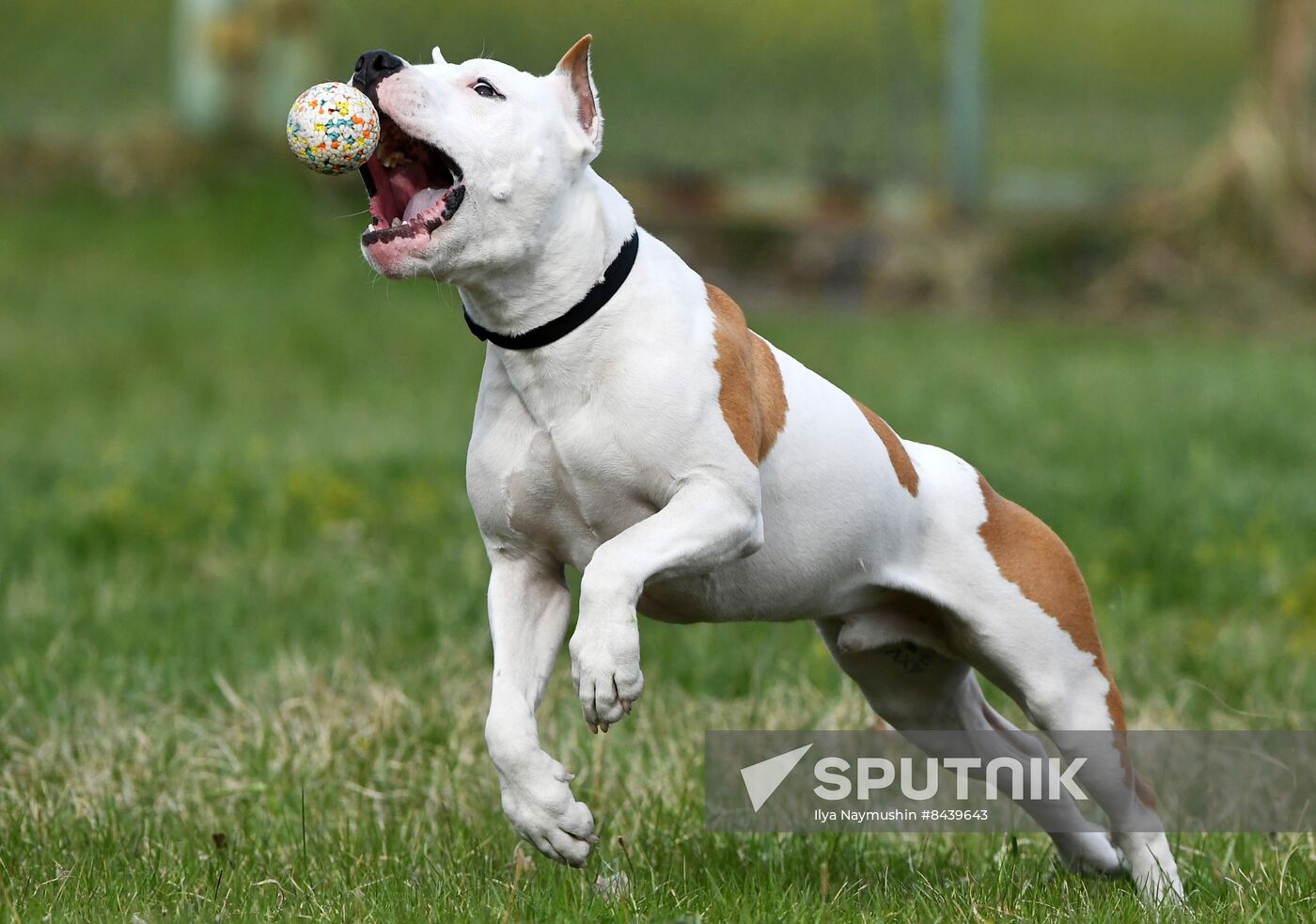 Russia Сynological Сompetitions