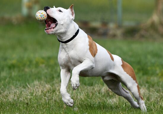 Russia Сynological Сompetitions