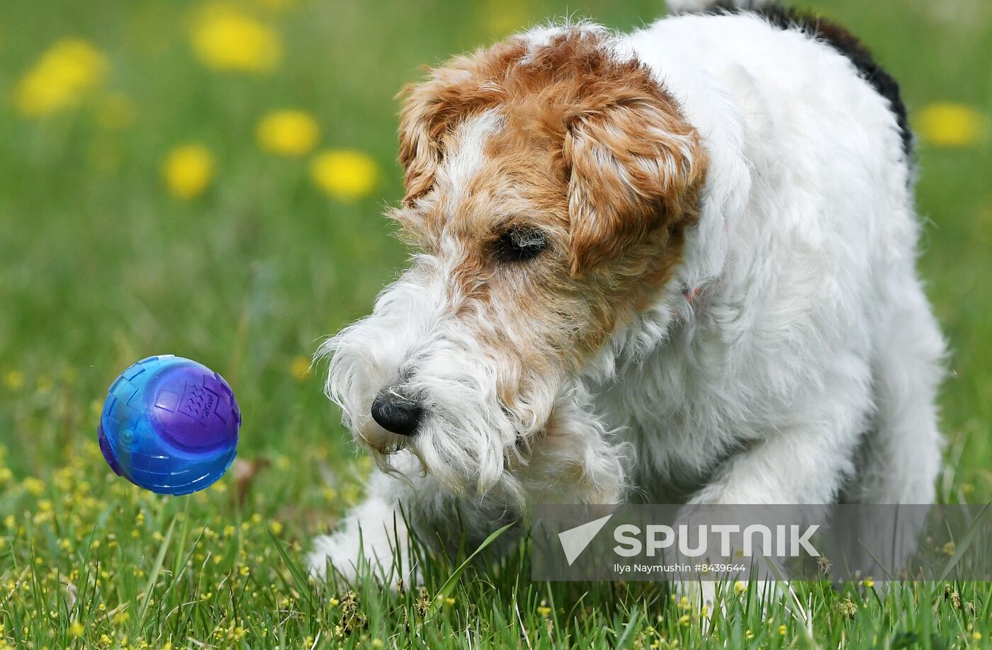 Russia Сynological Сompetitions