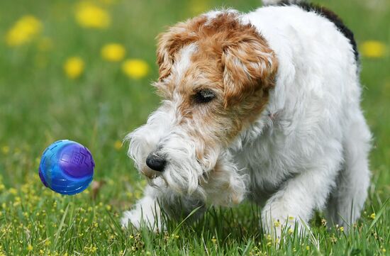 Russia Сynological Сompetitions