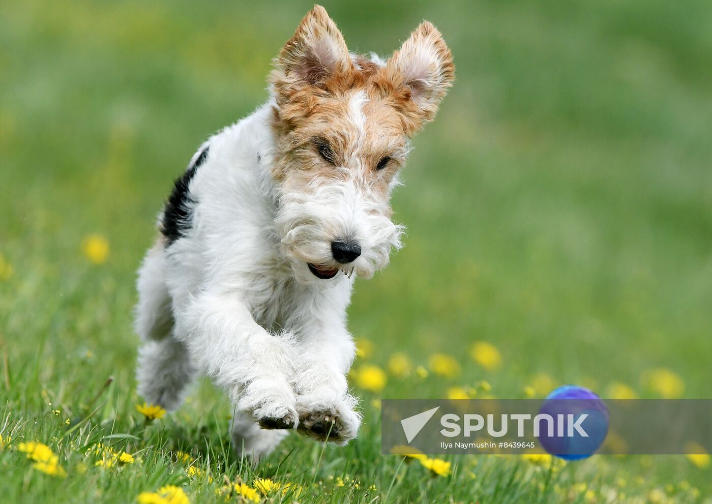 Russia Сynological Сompetitions