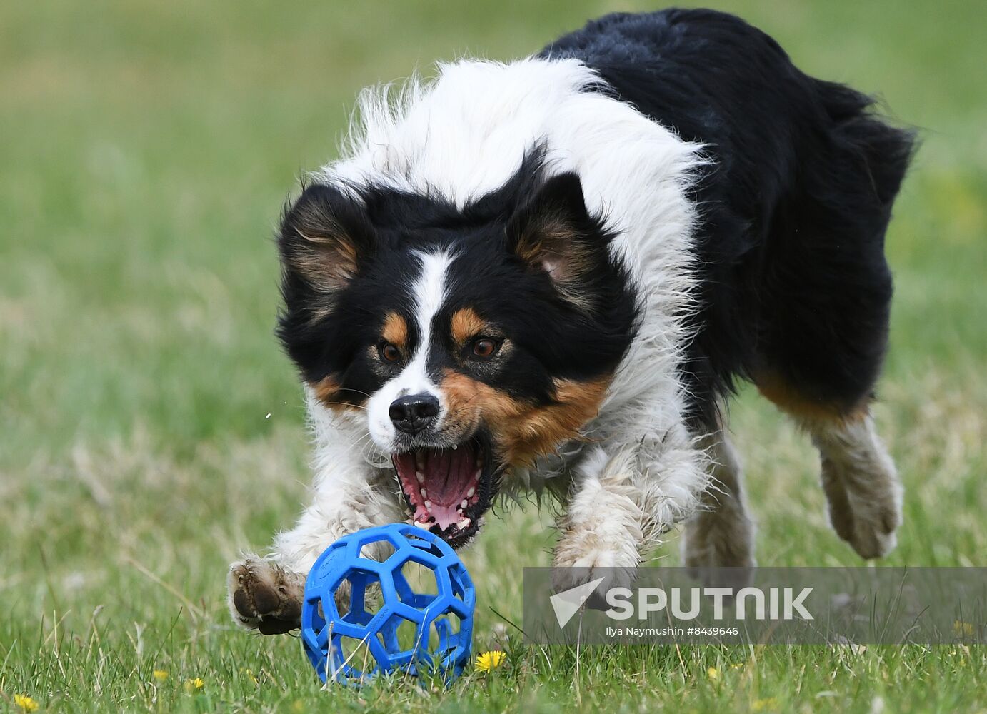 Russia Сynological Сompetitions