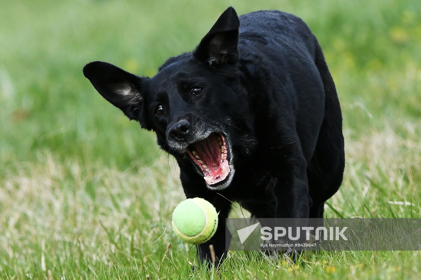 Russia Сynological Сompetitions