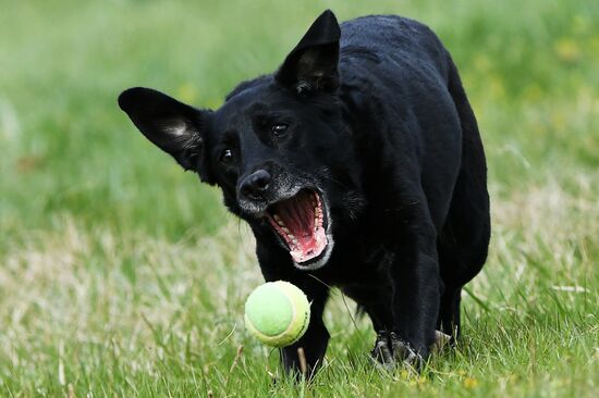 Russia Сynological Сompetitions