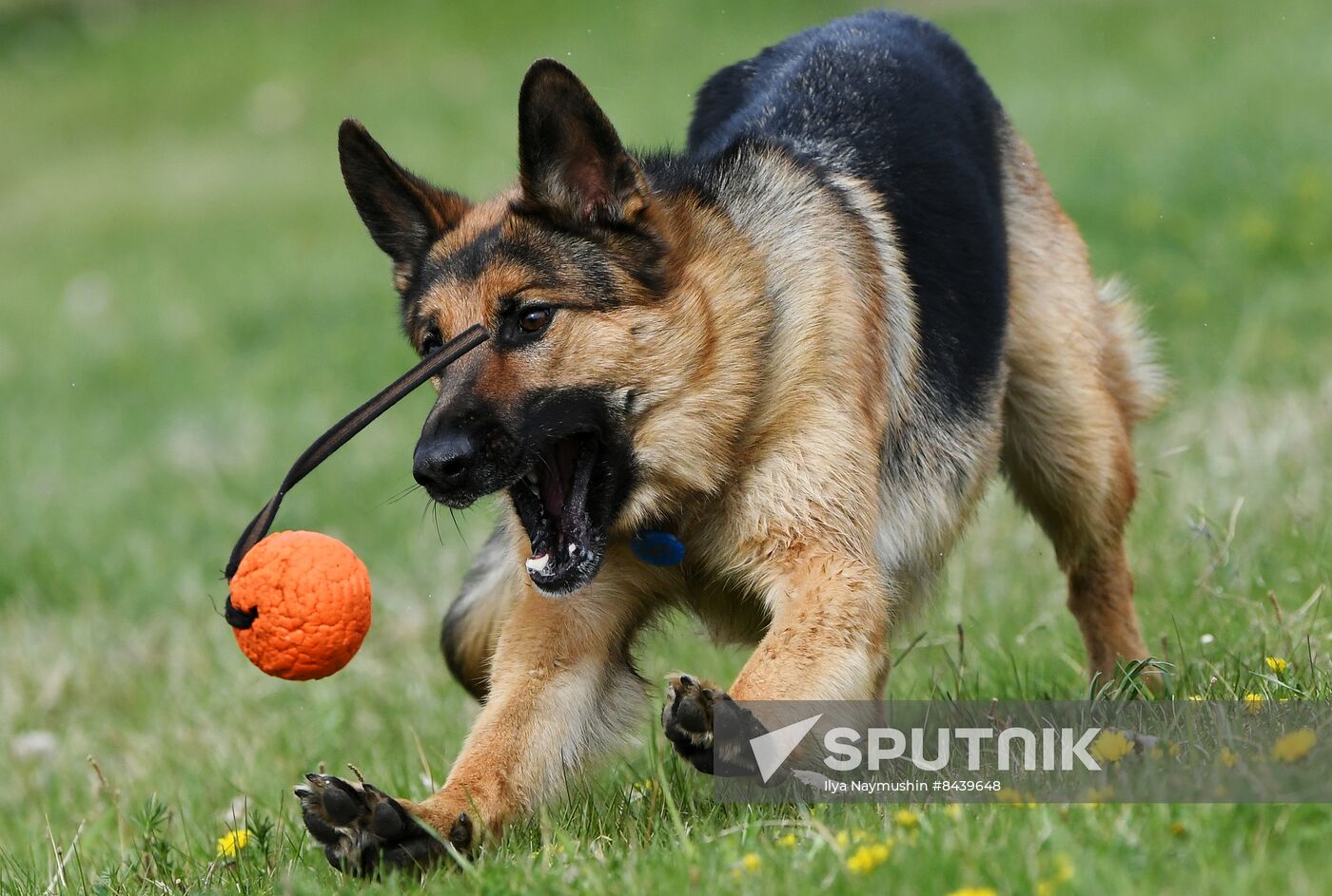 Russia Сynological Сompetitions