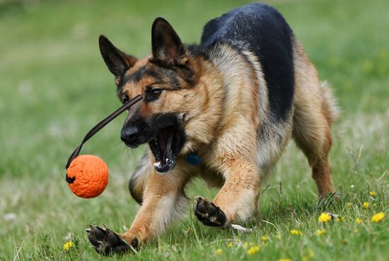 Russia Сynological Сompetitions