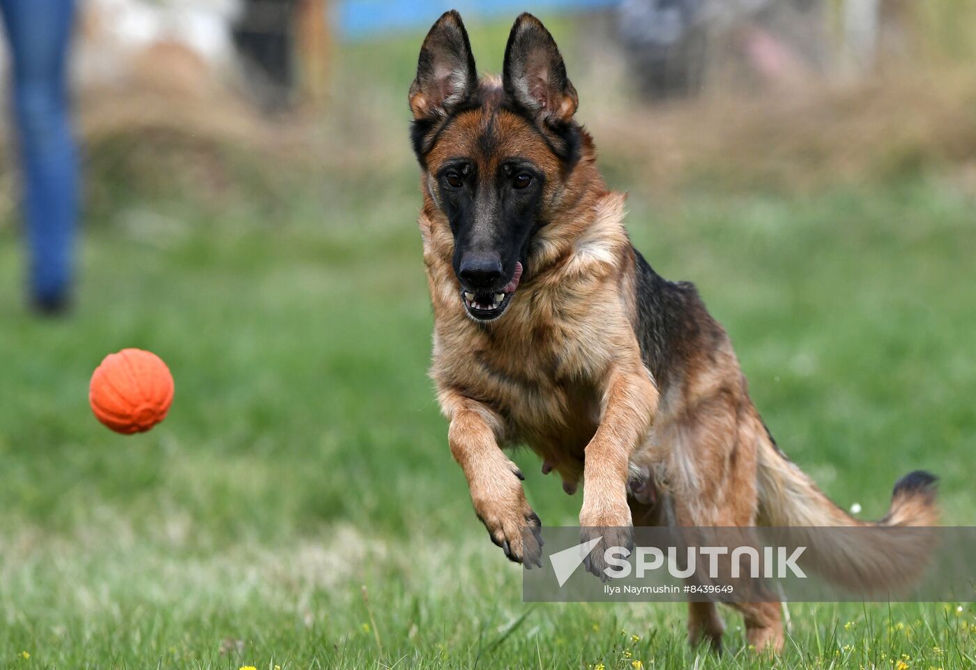 Russia Сynological Сompetitions