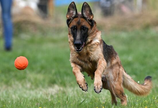 Russia Сynological Сompetitions