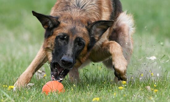 Russia Сynological Сompetitions