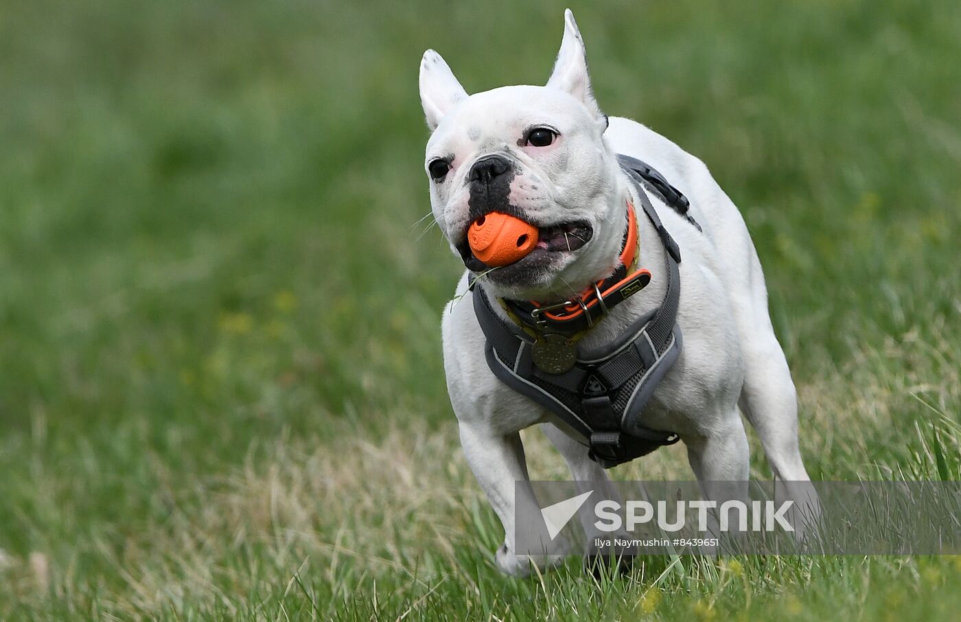 Russia Сynological Сompetitions