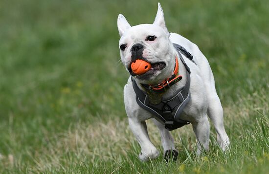 Russia Сynological Сompetitions