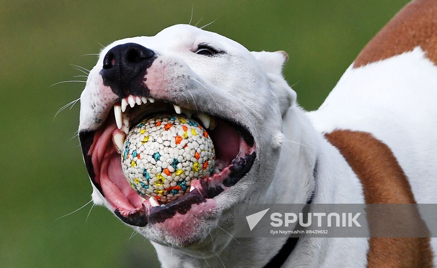 Russia Сynological Сompetitions