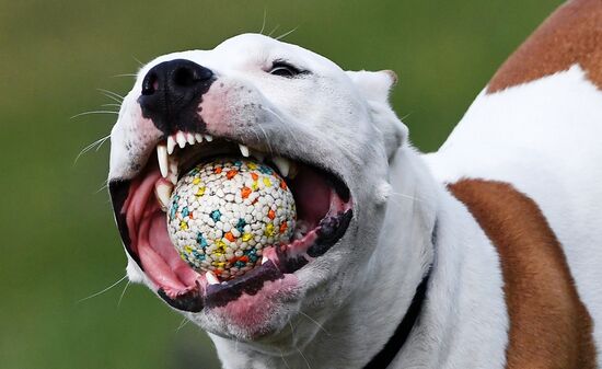 Russia Сynological Сompetitions