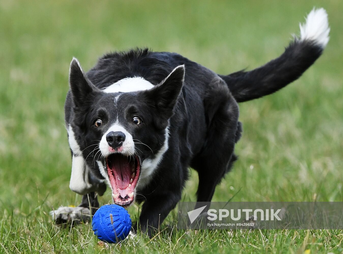 Russia Сynological Сompetitions