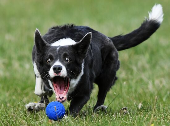 Russia Сynological Сompetitions