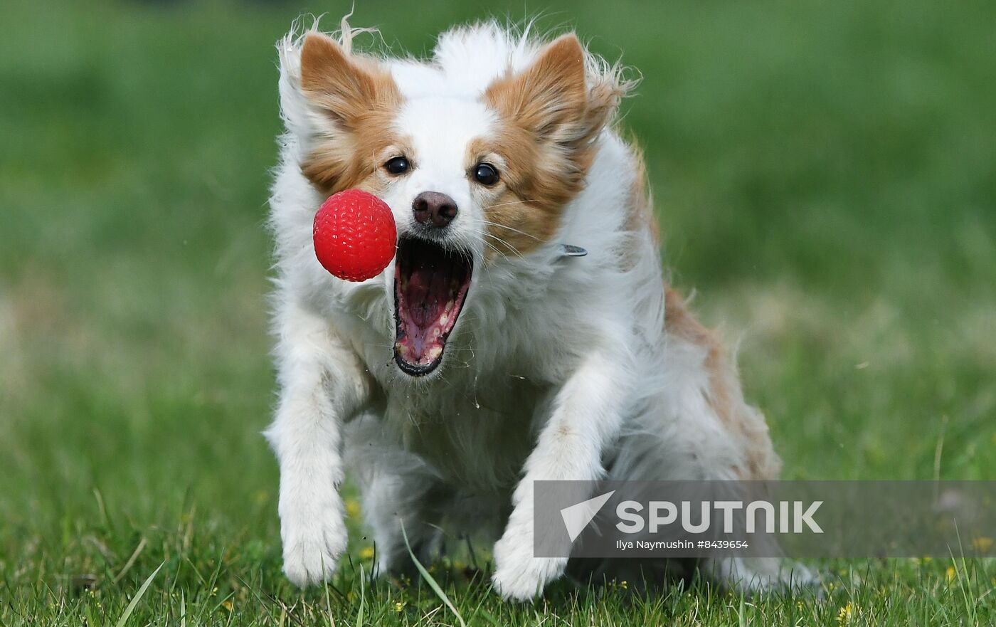 Russia Сynological Сompetitions