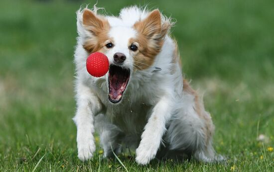 Russia Сynological Сompetitions