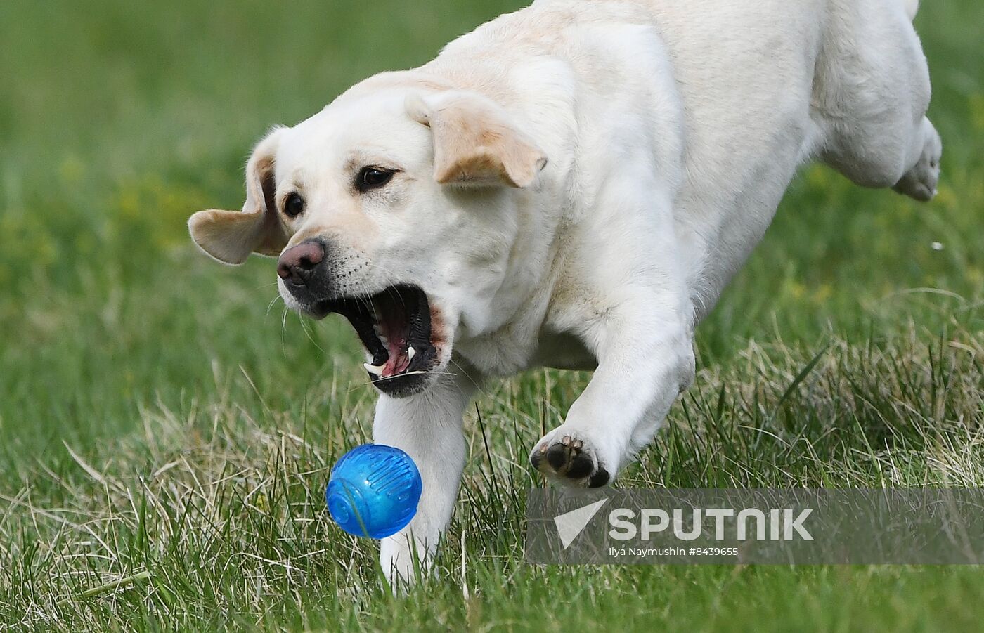 Russia Сynological Сompetitions