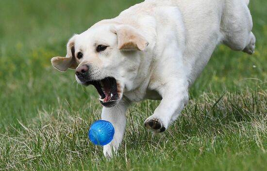 Russia Сynological Сompetitions