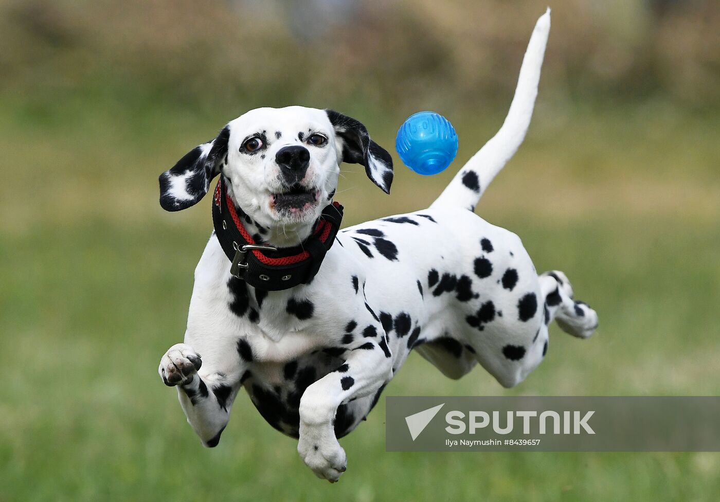 Russia Сynological Сompetitions