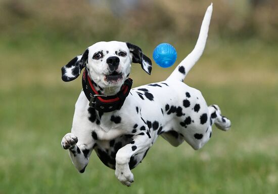 Russia Сynological Сompetitions