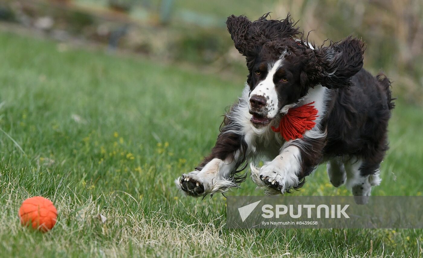 Russia Сynological Сompetitions