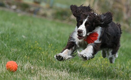 Russia Сynological Сompetitions