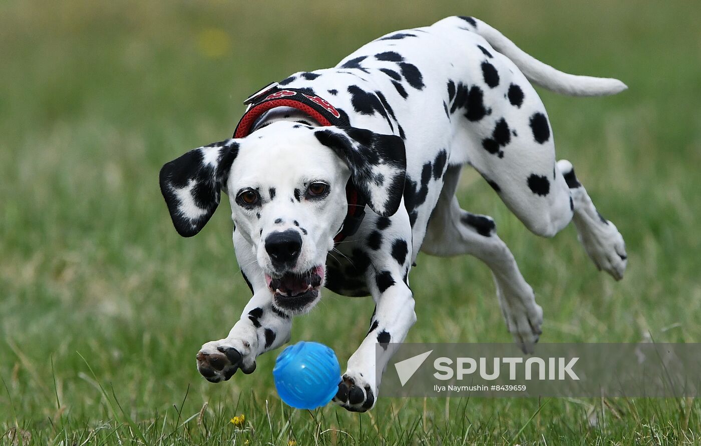 Russia Сynological Сompetitions