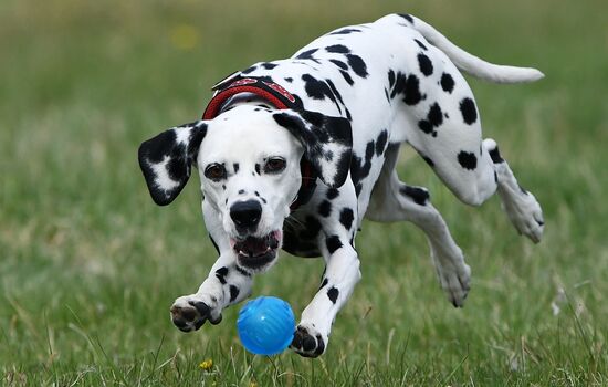 Russia Сynological Сompetitions