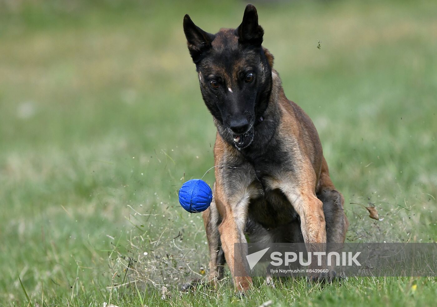 Russia Сynological Сompetitions