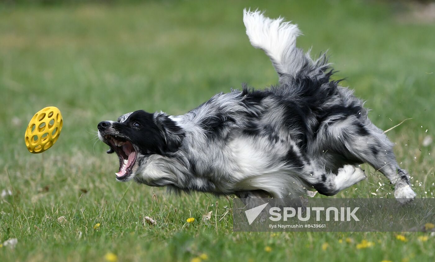 Russia Сynological Сompetitions