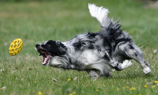 Russia Сynological Сompetitions