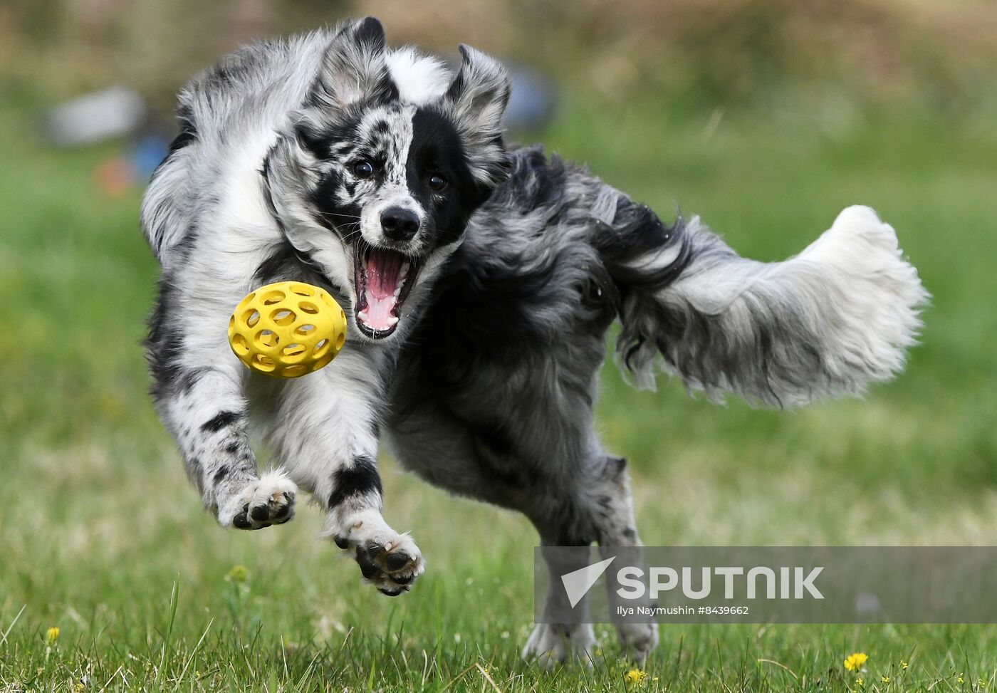 Russia Сynological Сompetitions