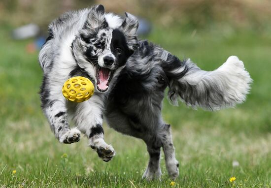 Russia Сynological Сompetitions